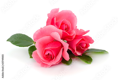 Pink roses flowers.