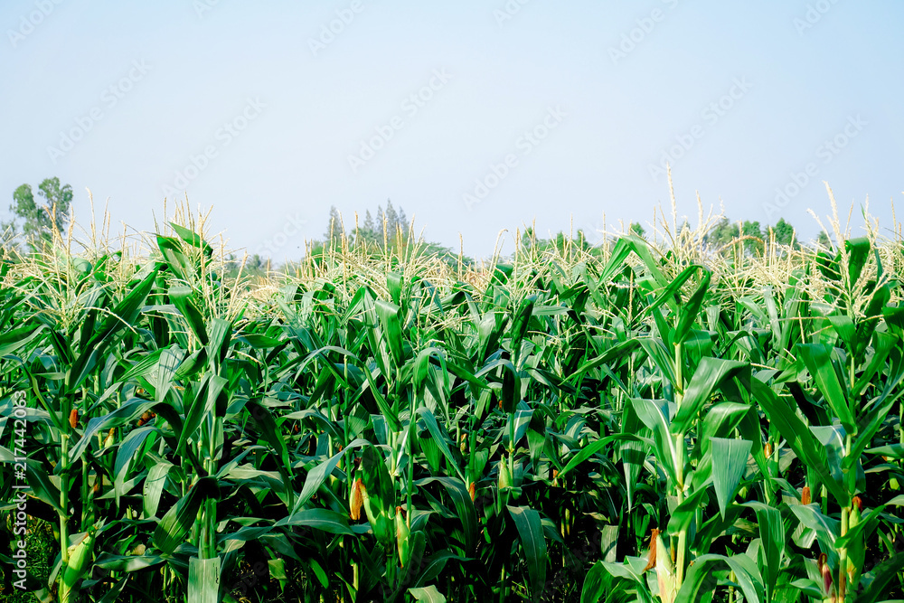 Obraz premium corn farm 