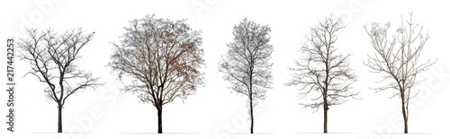 Fotografia Set of winter trees without leaves isolated on white background