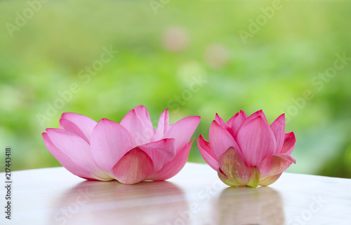 The lotus is in full bloom in the pond