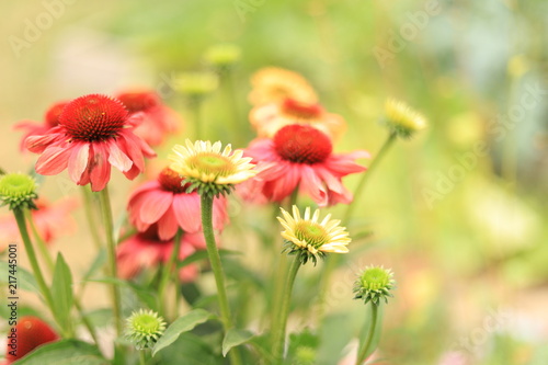 Beautiful coneflowers