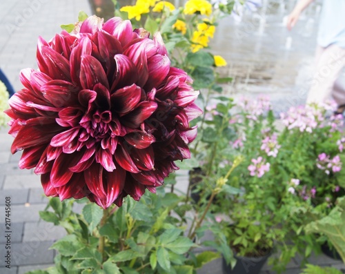 Dahlie, Markt,blume, pink, natur, garden, pflanze, aufblühen, schön, chrysantheme, schönheit, blühen, sommer, floral, green, flora, frühling, lila, blumenstrauss, dahlia, makro, rot
