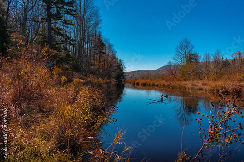 Autumn scene