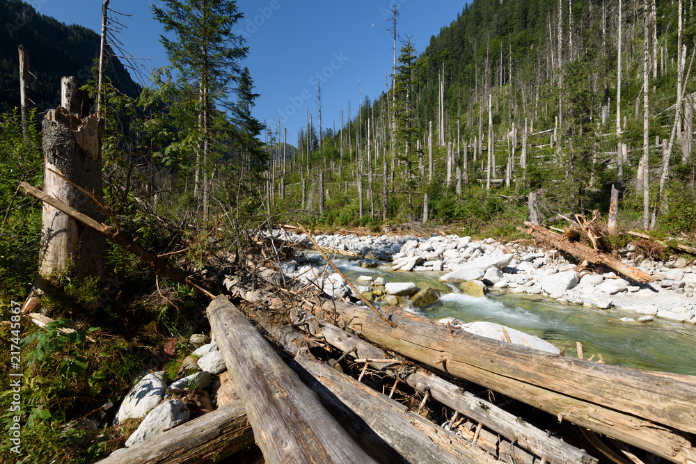 Naklejka premium Driftwood and mountain stream in the High Tarta