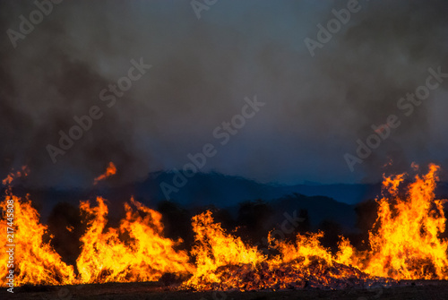 Brûlage des vieilles lavandes sur le Plateau de Valensole © Gilles Ehrmann