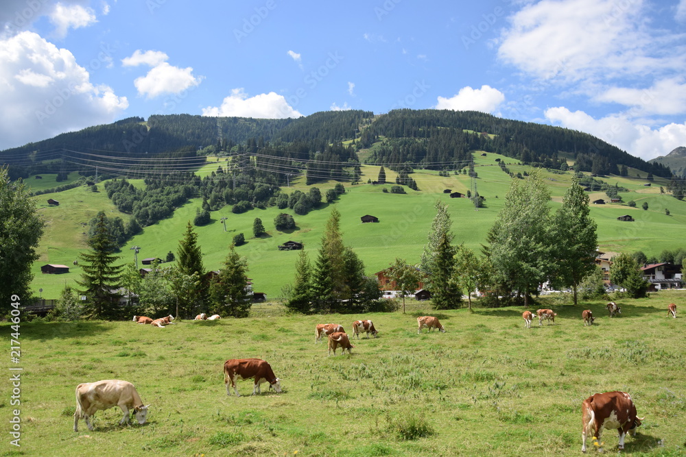 Fototapeta premium cows