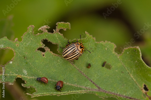 an image of Colorado beetle on potato leaf
