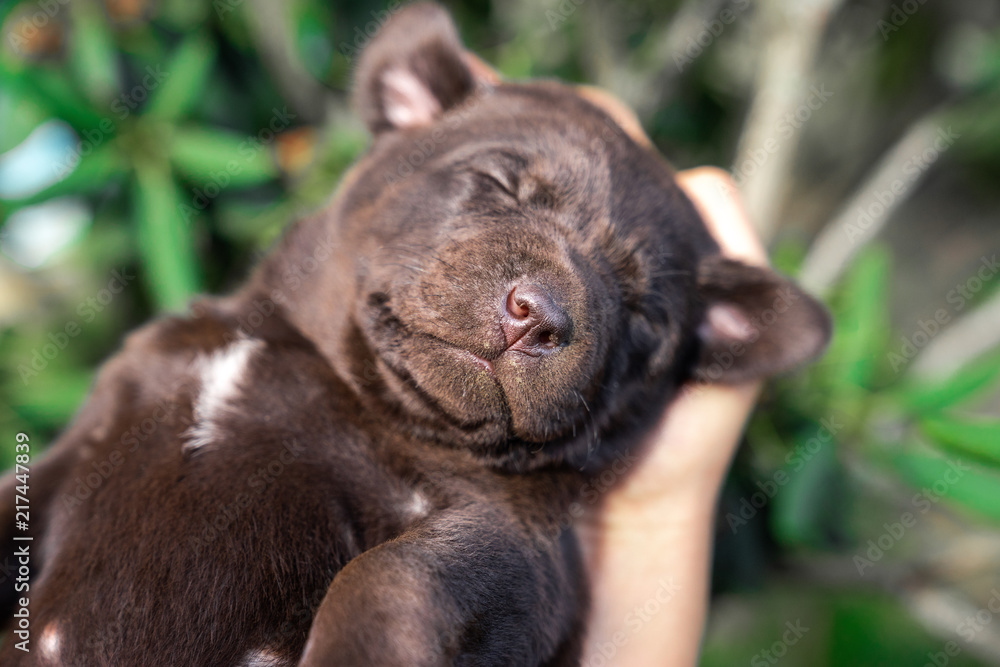 young cute tired brown labrador retriever dog puppy sleeping in human hands outdoors