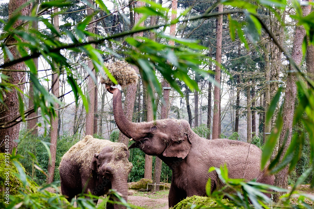 The Asian elephant, or Asiatic elephant Elephas maximus