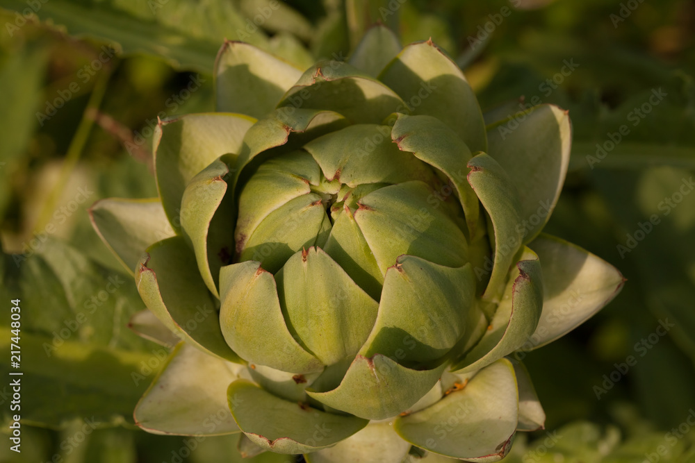 Fresh artichokes in garden, Vegetables for a healthy diet. Garden Artichokes-isolated, close up shot of green artichokes growing in garden. Fresh artichokes in garden, Vegetables for a healthy diet. Garden Artichokes-isolated, close up shot of green artichokes growing in garden.