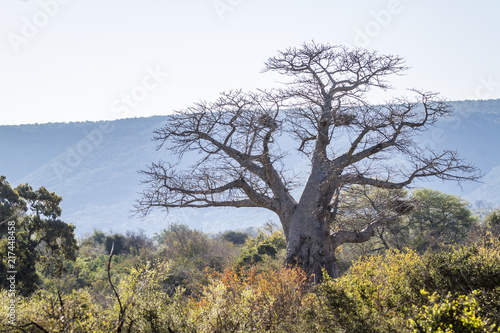 Baobab tree landscape in Kruger National park  South Africa   Specie Adansonia digitata family of Malvaceae