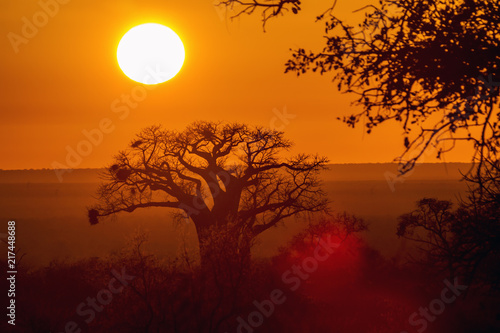 Slika na platnu Baobab tree in sunrise landscape in Kruger National park, South Africa ; Specie