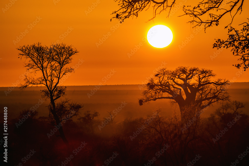 Fototapeta premium Baobabu drzewo w wschodu słońca krajobrazie w Kruger parku narodowym, Południowa Afryka; Gatunek Adansonia digitata z rodziny Malvaceae