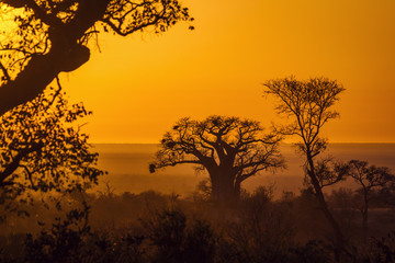 Leinwandbilder Baobab Adansonia Digitata bei Sonnenaufgang Südafrika  © PACO COMO