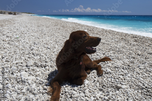 dog setter Irish lies on the seashore.Travel with the dog