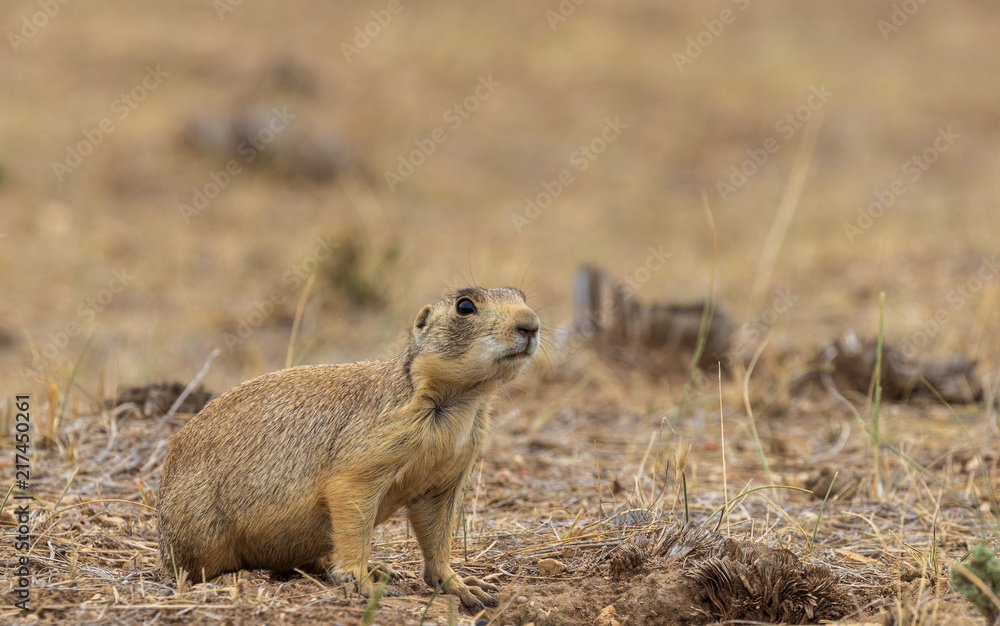Fototapeta premium White-tailed Prairie Dog