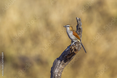 Black-crowned Tchagra in Kruger National park, South Africa ; Specie Tchagra senegalus family of Malaconotidae photo