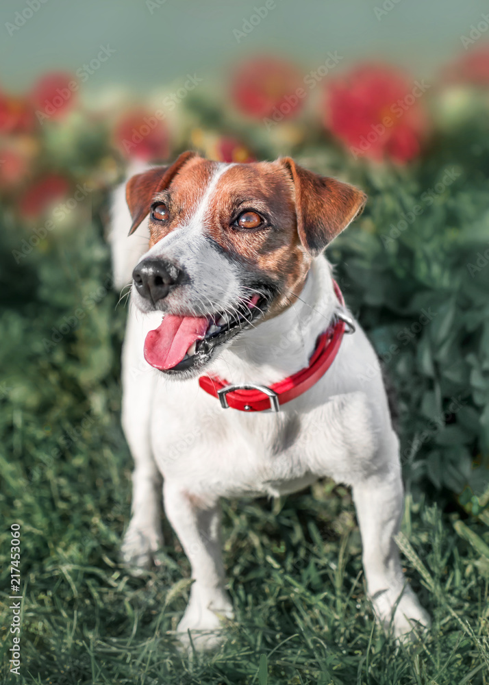 Full-length front portrait of adorable happy smiling small white and red dog jack russel terrier standing in flower bed in a summer sunny day. On the dog's neck a bright collar