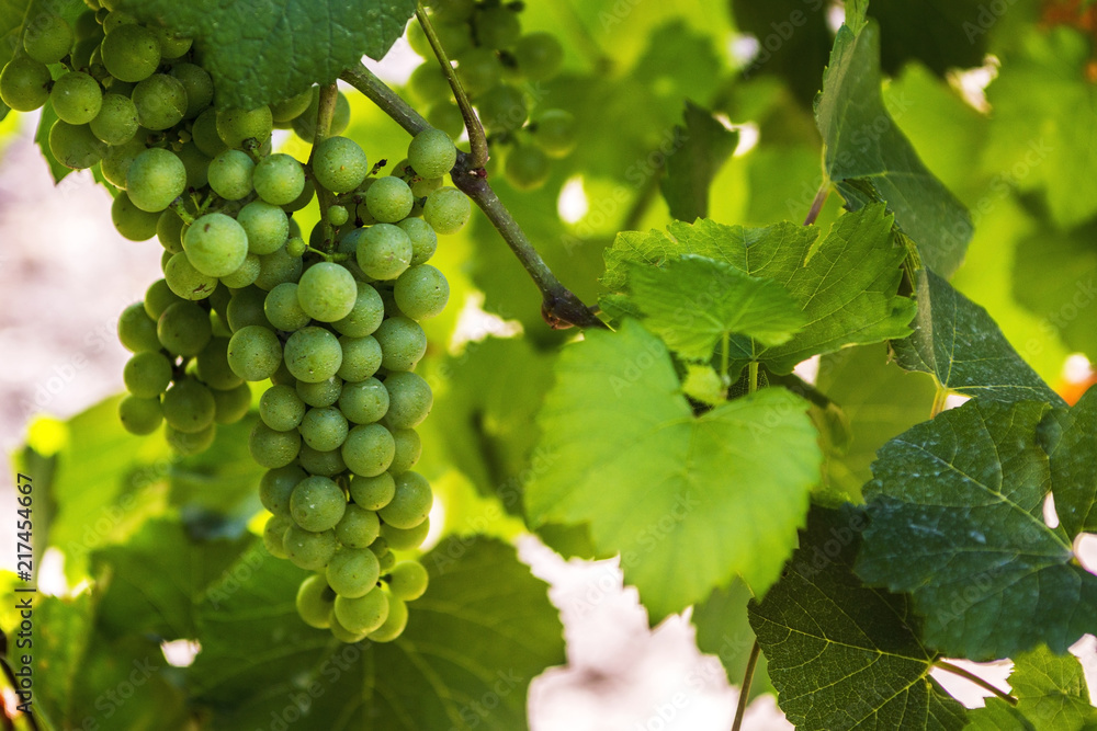 Young branch of grapes on the nature. Growing grapes in the vineyard. Growing wine for sale. Young grapes on the vine. Young branch of grapes on the nature. Growing grapes in the vineyard. Growing wine for sale. Young grapes on the vine.