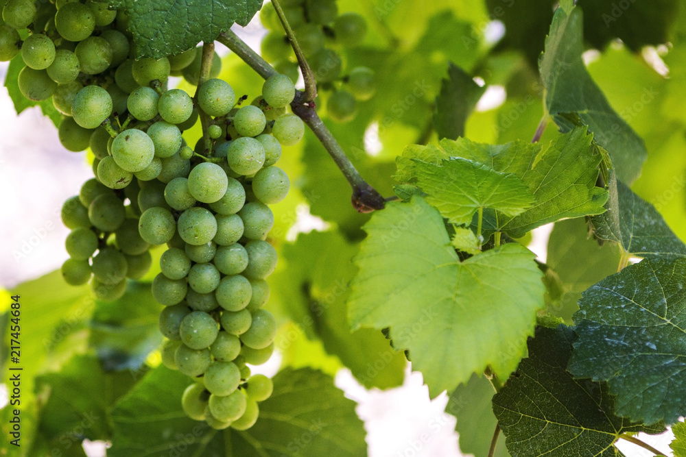 Young branch of grapes on the nature. Growing grapes in the vineyard. Growing wine for sale. Young grapes on the vine. Young branch of grapes on the nature. Growing grapes in the vineyard. Growing wine for sale. Young grapes on the vine.