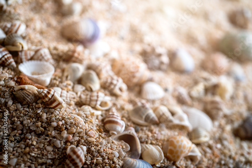 sand beachwith sea shell and free copy space casual relax summer background