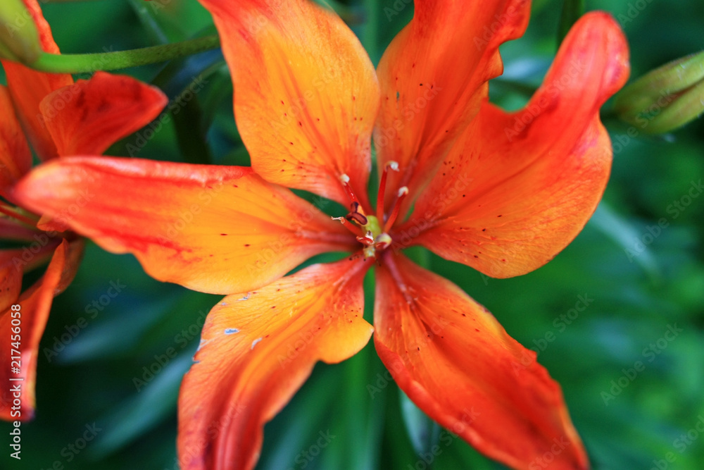 Orange lily flower