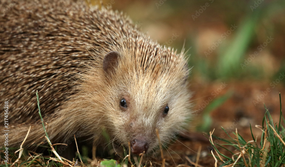 Fototapeta premium Igel auf Futtersuche im Garten