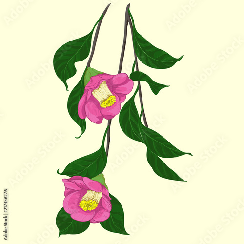 A branch of a pink camellia.Vector illustration. Flowers, buds and leaves - a branch of camellia.  Perfumery and cosmetic plants. Wallpaper. Use printed materials, signs, posters, postcards, packaging