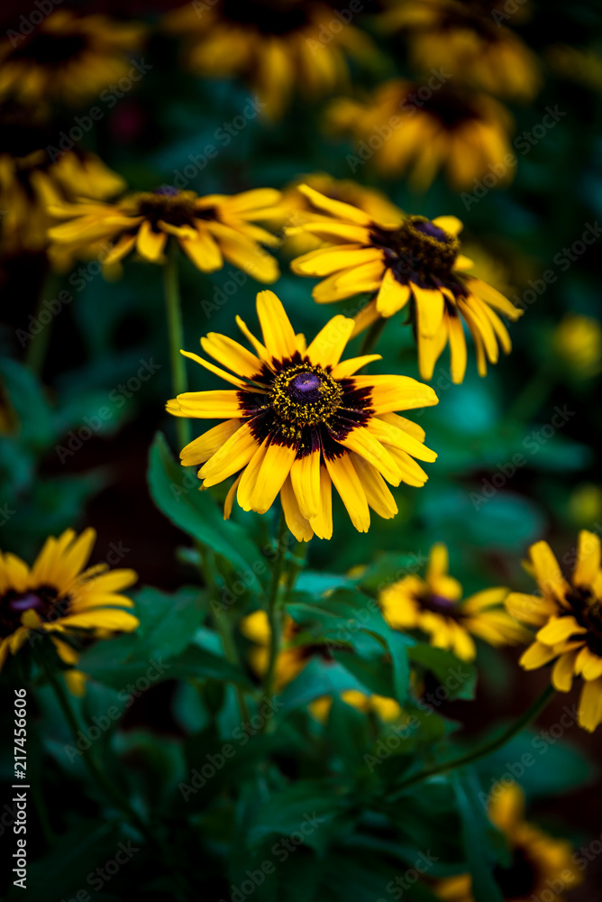 Obraz premium Sun Flower