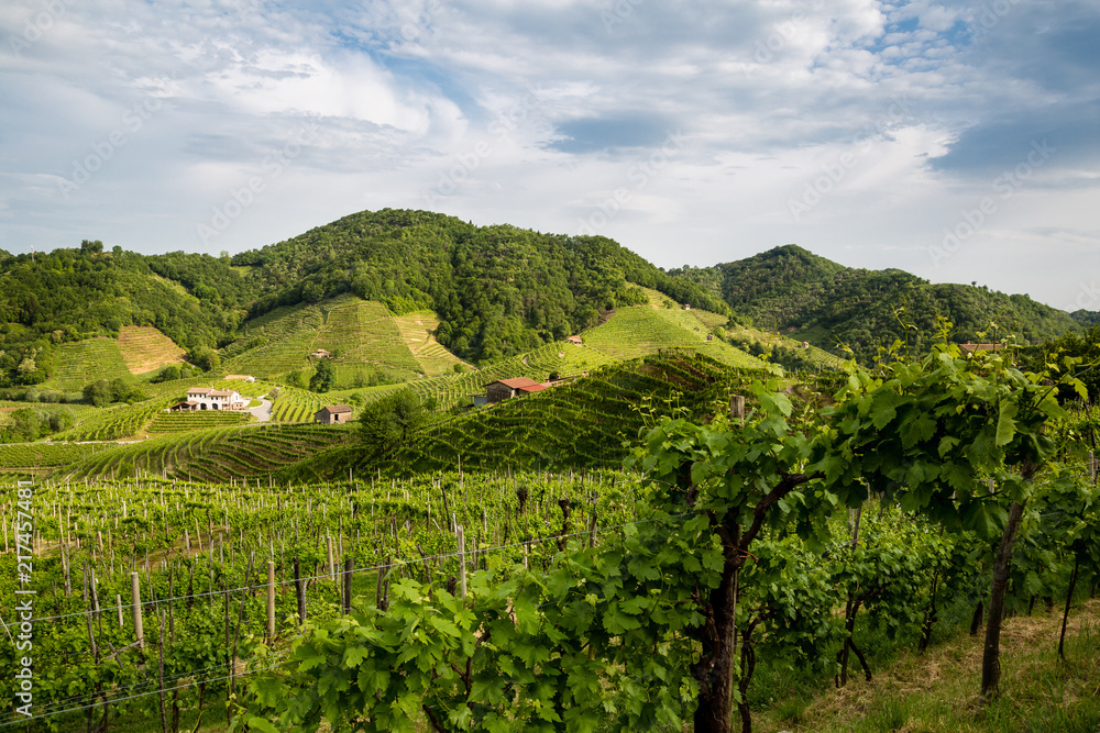 The picturesque landscape full of vineyards around the town of Valdobbiadene, an area renowned for its sparkling wine, Prosecco.