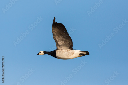 portrait flying barnacle goose (branta leucopsis), blue sky