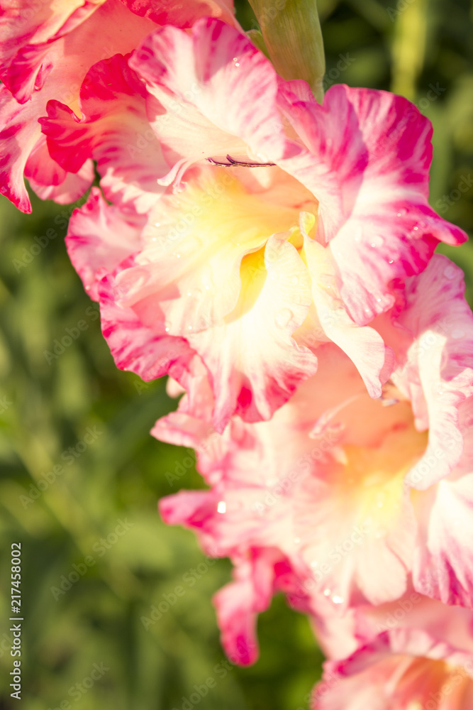 pink gladiolus. natural background