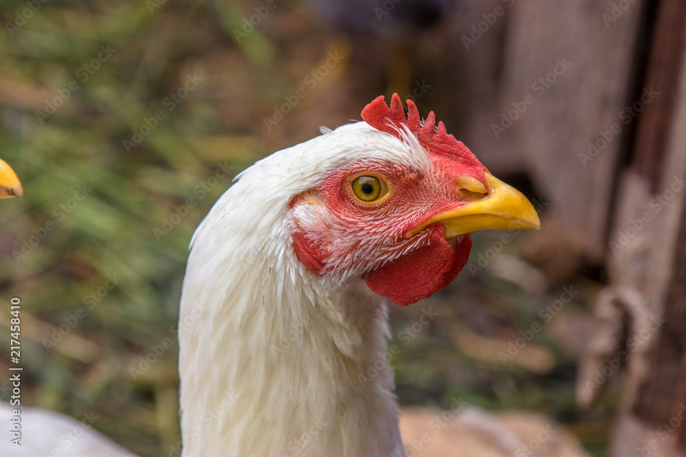 bird portrait of a young white chicken