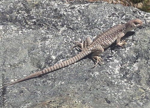 Spotted and Striped Lizard on a Rock