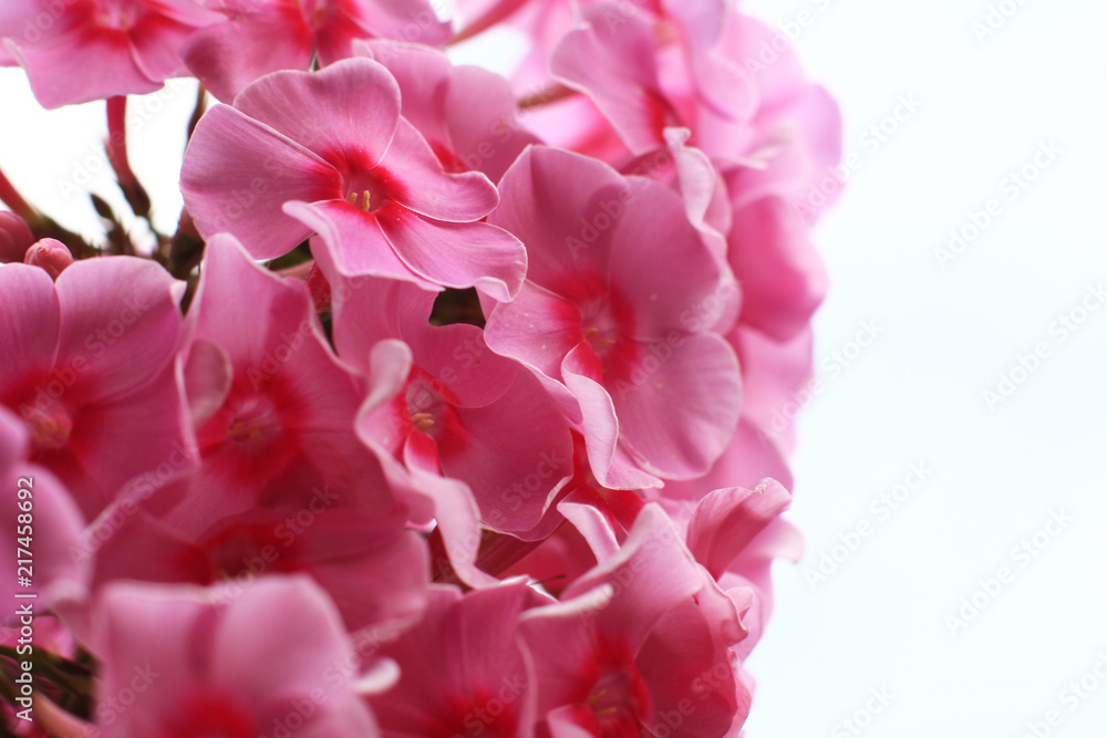 Ornamental flower. Cultivated flower of a phlox closeup.