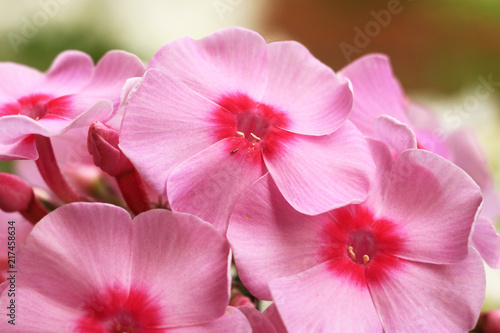 Ornamental flower. Cultivated flower of a phlox closeup.