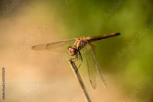 Dragonfly on Wood Branch