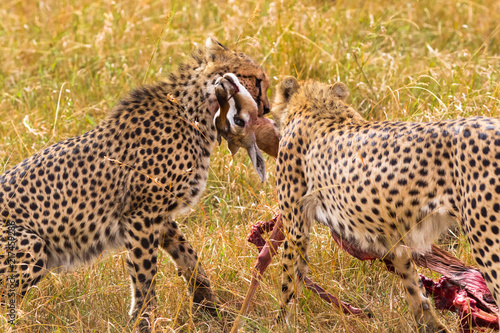 Two African cheetahs with prey. Masai Mara. Kenya, Africa
