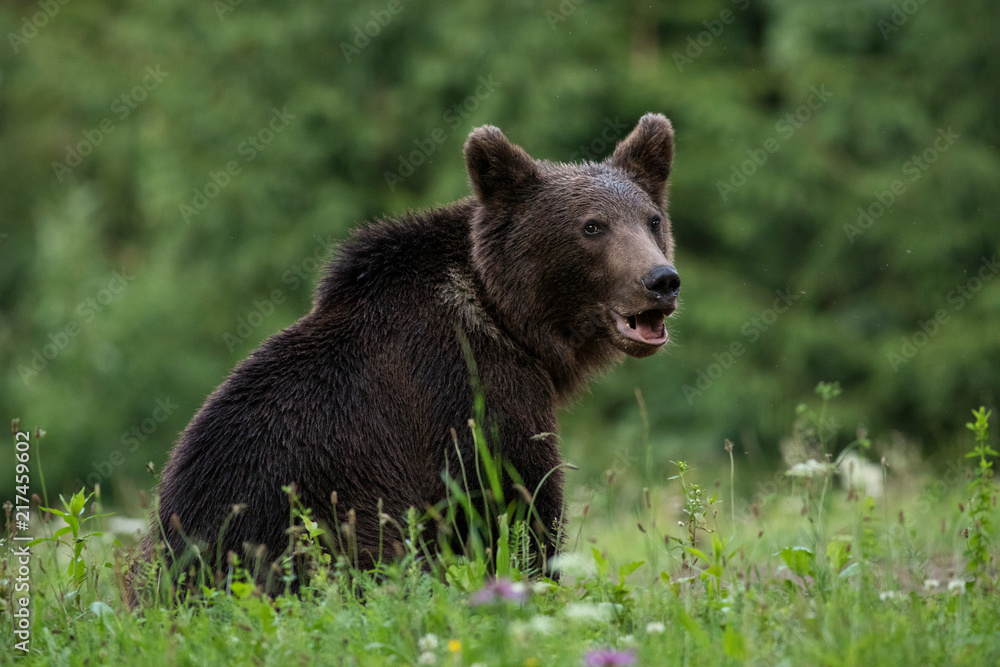 Fototapeta premium Large Carpathian brown bear portrait in the woods Europe Romania.