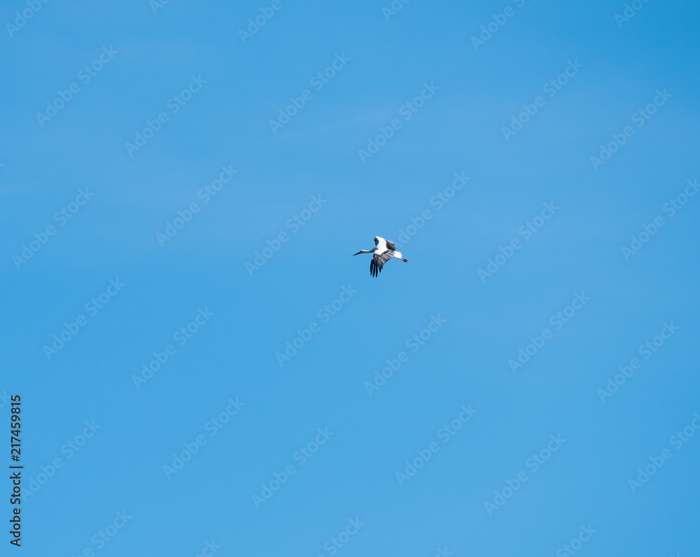 Stork flies high in the air under a blue sky