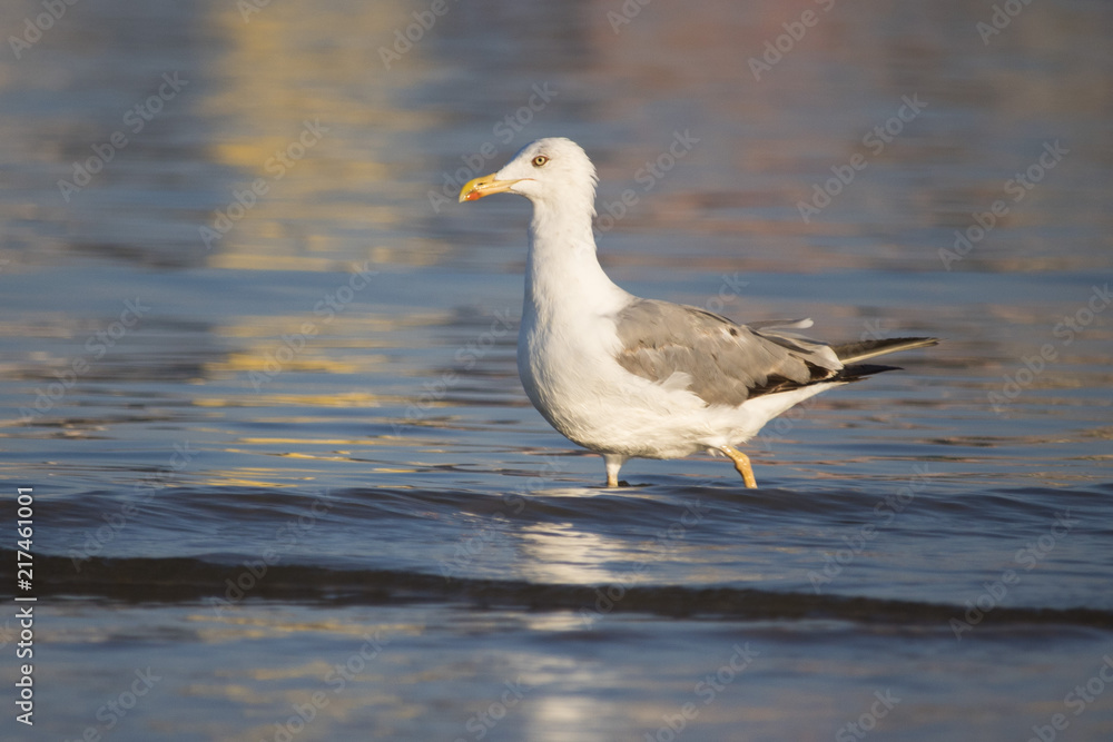 Beautiful seagull looking for dinner in a sunny summer day Beautiful seagull looking for dinner in a sunny summer day