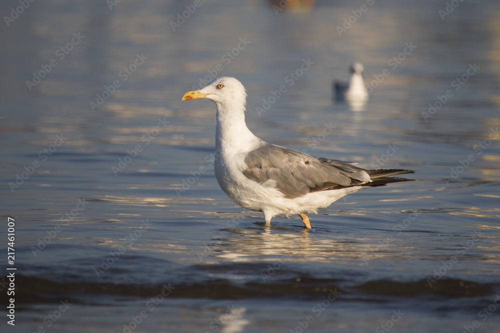 Beautiful seagull looking for dinner in a sunny summer day Beautiful seagull looking for dinner in a sunny summer day