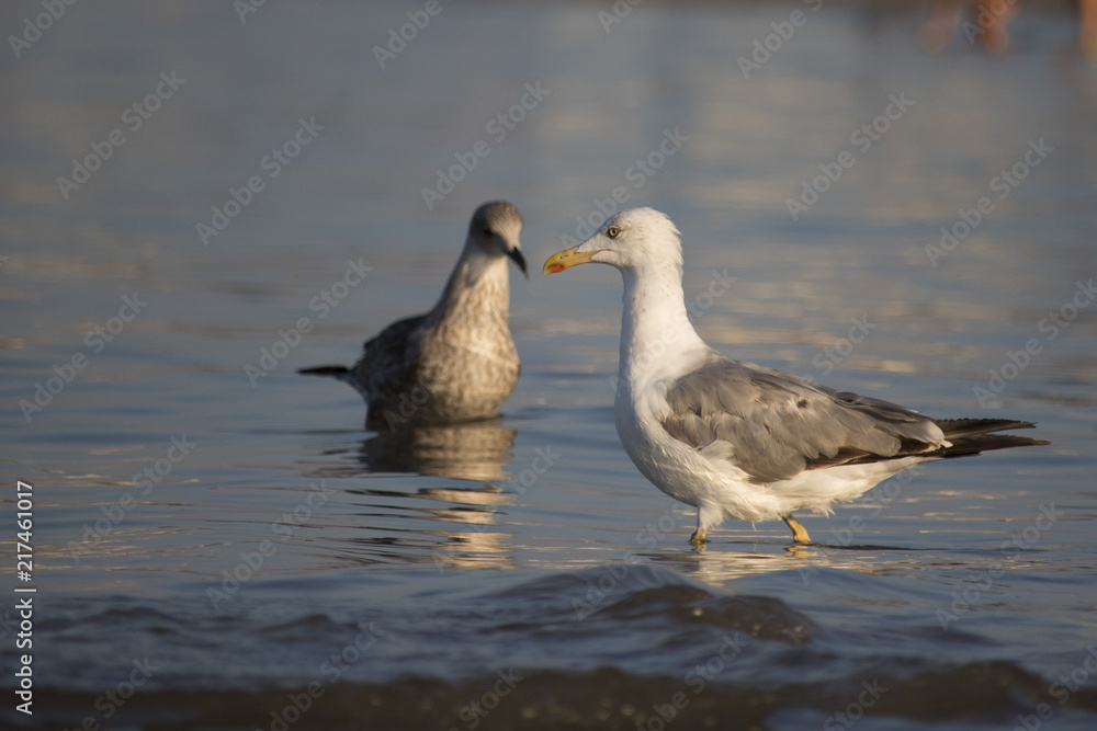 Beautiful seagull looking for dinner in a sunny summer day Beautiful seagull looking for dinner in a sunny summer day