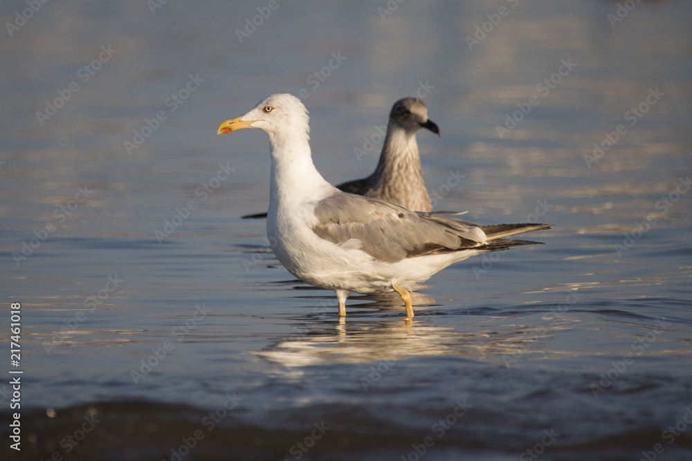 Beautiful seagull looking for dinner in a sunny summer day Beautiful seagull looking for dinner in a sunny summer day