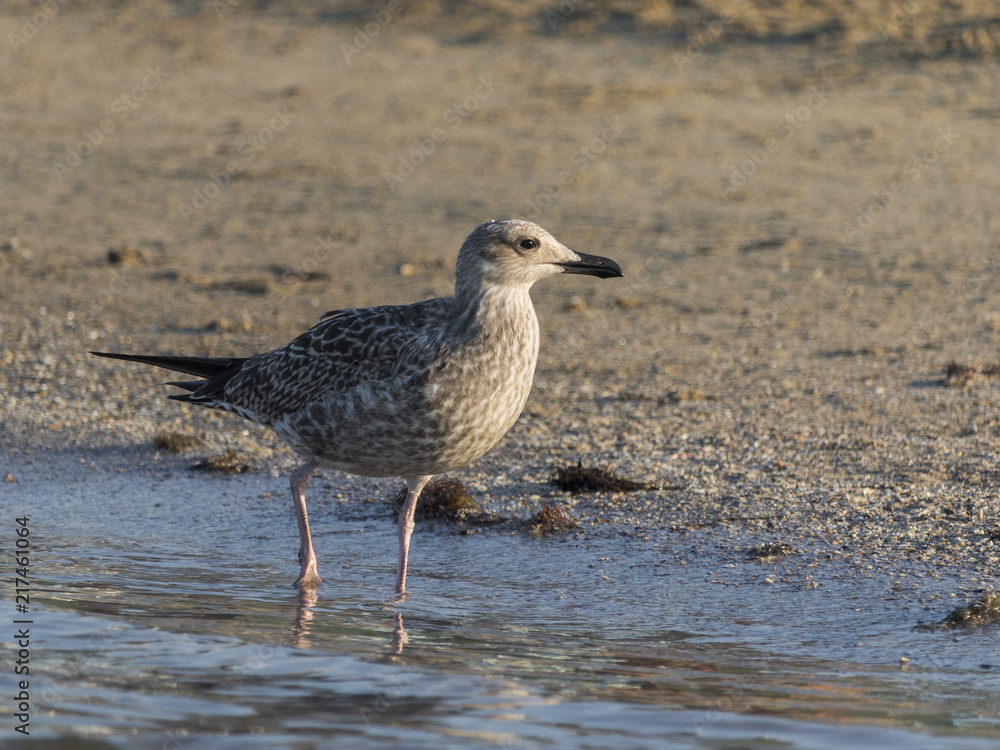 Beautiful seagull looking for dinner in a sunny summer day Beautiful seagull looking for dinner in a sunny summer day