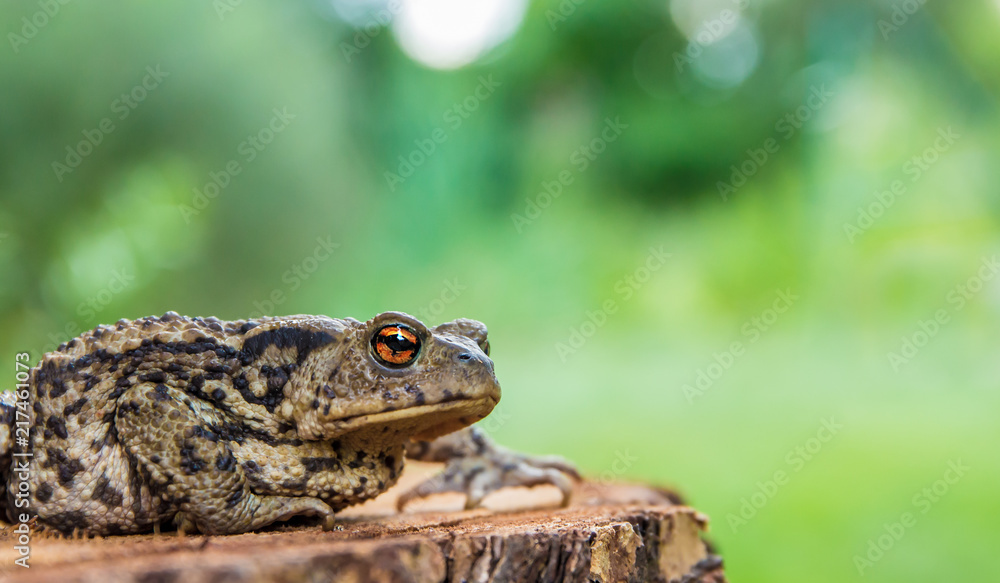 a common toad sits on a log