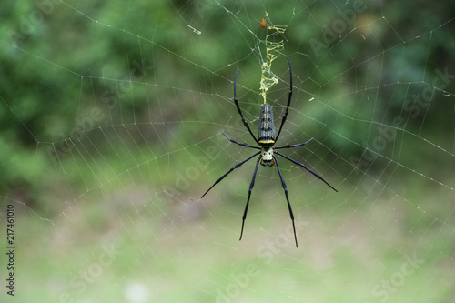 Spider and cobweb natural background.