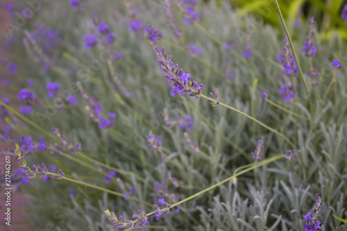 Fototapeta Naklejka Na Ścianę i Meble -  lavender. garden plant. natural background