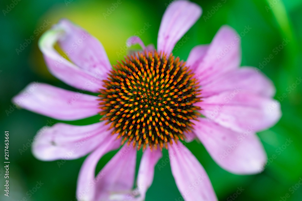 nature flower closeup