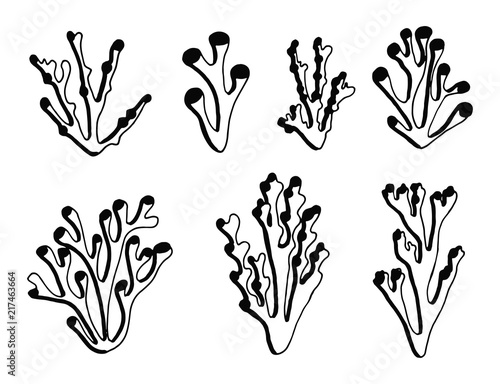 seaweed marine silhouette black vector. isolated